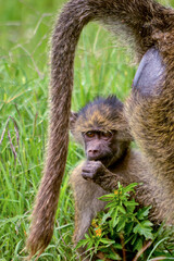 A young Olive Baboon is framed by its mother's tail in the Ngorongoro Crater in Tanzania. © Wayne Jones