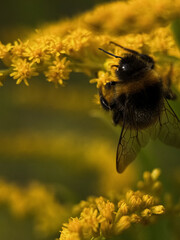 Bumblebee collecting nectar on a goldenrod flower. Macro shot of a fuzzy insect pollinating a bright yellow plant. Wildlife nature photography, ecosystem and biodiversity concept. © Natalia