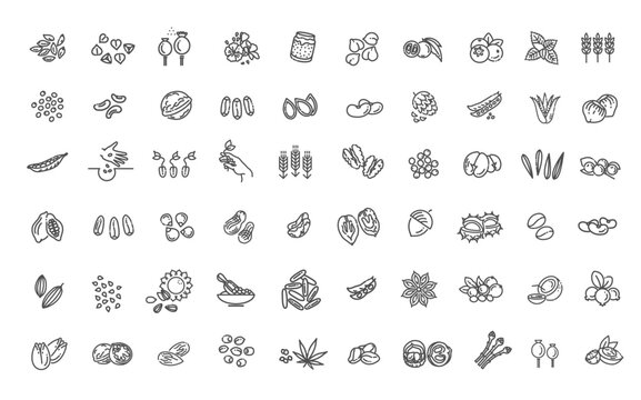 Plant seed and Nuts vector icon set