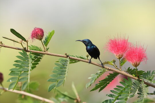 The purple sunbird (Cinnyris asiaticus asiaticus) is a small bird in the sunbird family. It occurs in parts of the Arabian peninsula and South and Southeast Asia.This photo was taken in West India.