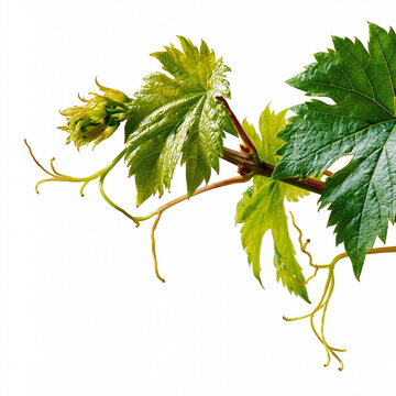 Young green grapevine leaves with tendrils against white background grapevine tendrils botanical