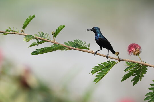 The purple sunbird (Cinnyris asiaticus asiaticus) is a small bird in the sunbird family. It occurs in parts of the Arabian peninsula and South and Southeast Asia.This photo was taken in West India.