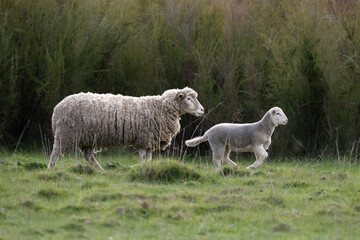 An adult sheep follows a lamb across a grassy rural pasture, showing natural livestock behaviour in a peaceful countryside setting. © Mark