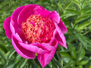 Peony paeonia neon pink flower © OLENA LIALINA