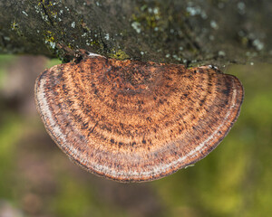 Bracket fungus on a mossy tree trunk © Levente