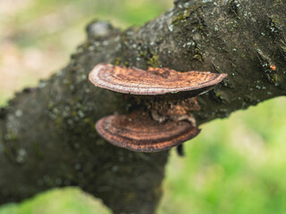 Bracket fungi growing on a moss-covered tree branch © Levente