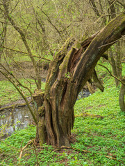 Obraz premium Moss-covered weathered tree beside a forest stream
