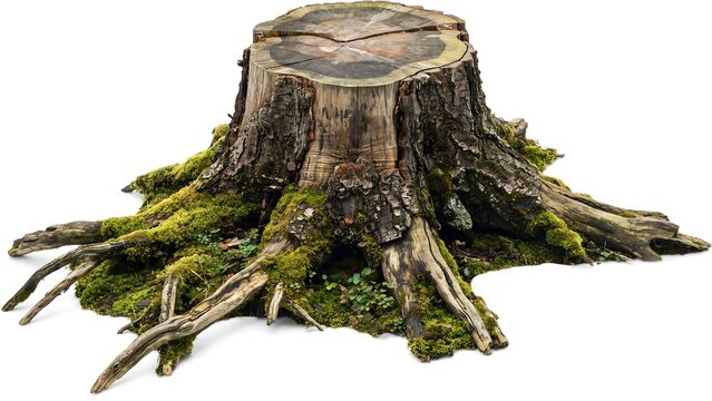 Old weathered tree stump with green moss and exposed roots isolated on a white background