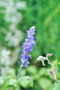 salvia blue giant or Blue Salvia, Mealy Cap Sage or Salvia farinacea Benth or Salvia farinacea or Salvia sp or Lamiaceae or purple flower