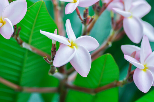 frangipani, frangipani flower or pagoda tree or temple tree with flowers or pink flower