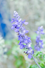 Obraz premium salvia blue giant or Blue Salvia, Mealy Cap Sage or Salvia farinacea Benth or Salvia farinacea or Salvia sp or Lamiaceae or purple flower