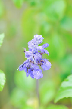 salvia blue giant or Blue Salvia, Mealy Cap Sage or Salvia farinacea Benth or Salvia farinacea or Salvia sp or Lamiaceae or purple flower