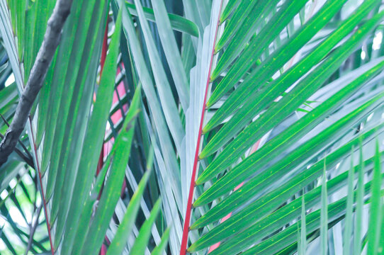 Cyrtostachys renda Blume, Cyrtostachys renda palm or  Cyrtostachys Renda Red Wax or Lipstick Palm or Maharajah Palm or ARECACEAE or red plant