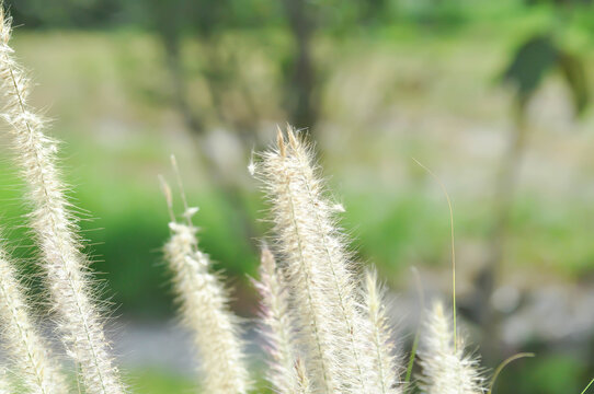 Chinese fountain grass or Fountain Grass or Chinese pennisetum or Dwarf fountain grass or foxtail fountain grass, Pennisetum or Poaceae plant or grass flower or African Fountain Grass