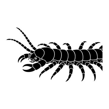 Vector silhouette of a centipede head