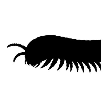 Vector silhouette of a centipede head