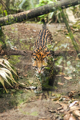 JAGUAR © Ariana