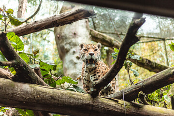 LEOPARDO © Ariana