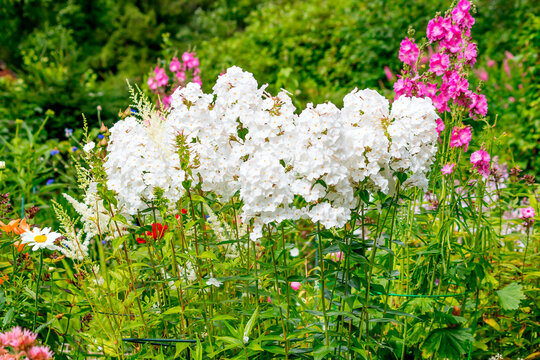 Flowering of a perennial bush of tall white phlox in a country garden.
