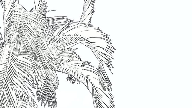 Hand-drawn style line art of palm tree fronds swaying. Minimalist black and white sketch representing tropical nature, summer holidays, and botanical design concepts.