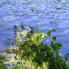 Lush green fern leaves over clear blue water of a lake, tropical exotic foliage in wild nature, plant textures in sun light  ,green leaves in water © Nadiia.