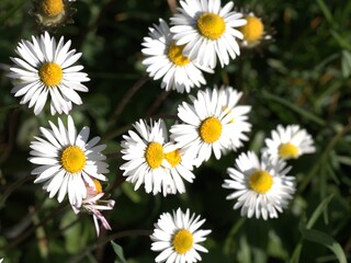 Obraz premium White daisy flowers against a blue sky – botanical floral illustration