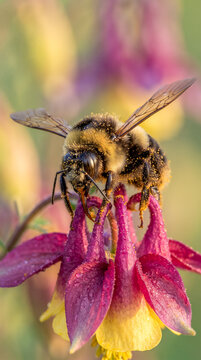 Fotograf&iacute;a macro de un abejorro americano sobre una flor silvestre, mostrando su cuerpo cubierto de polen, colores naturales, luz suave y fondo desenfocado.