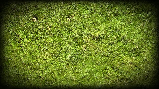 Aerial top-down view of vibrant green grass lawn texture with a dark vignette border. Perfect for nature backgrounds, parks, or sports field concepts.