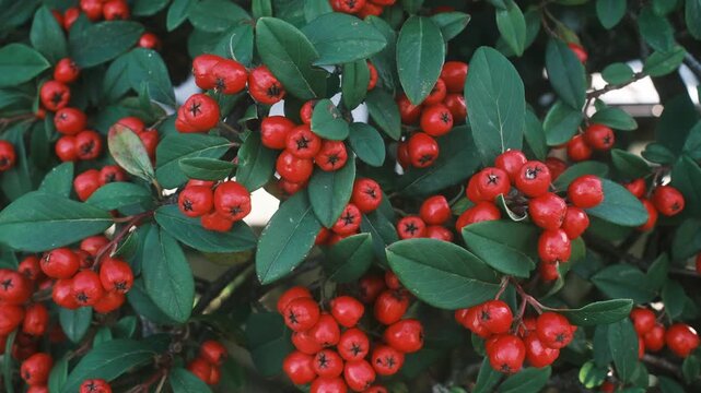 Clusters of vibrant red Cotoneaster berries ripen on green bushes in a garden during a bright autumn day while the branches sway gently in the breeze.