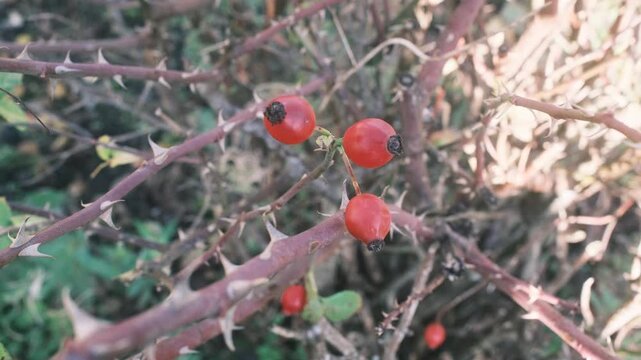 The image shows a cluster of branches covered in sharp thorns with small red berries.