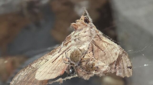 

Spider Catching Large Moth Trapped in Cobweb Close-Up #001

