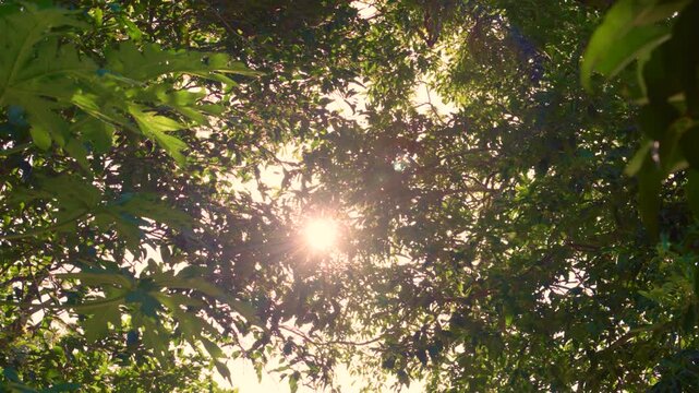 Summer Sunlight Shining Through Green Tree Leaves, Bright Sun Flare Peeking Through Lush Summer Forest Canopy, Sunny Day Nature Background Footage