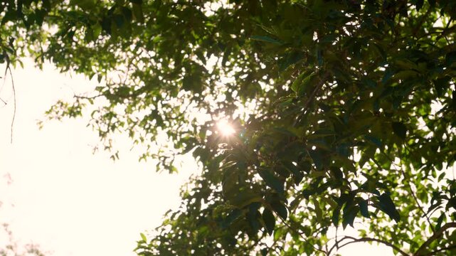 Summer Sunlight Shining Through Green Tree Leaves, Bright Sun Flare Peeking Through Lush Summer Forest Canopy, Sunny Day Nature Background Footage