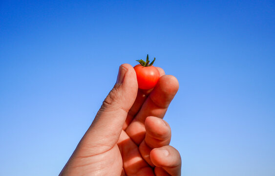 A ripe red homegrown tomato in a male hand outdoor