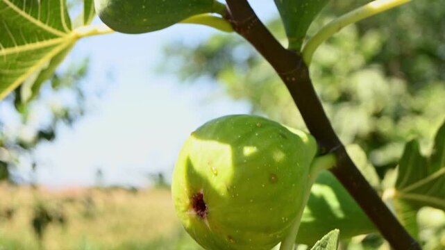 fresh green fig growing on tree branch