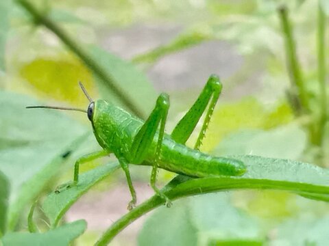 grasshopper on a leaf