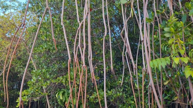 Low angle tilt up shot of long aerial prop roots of mangrove trees in tropical forest
