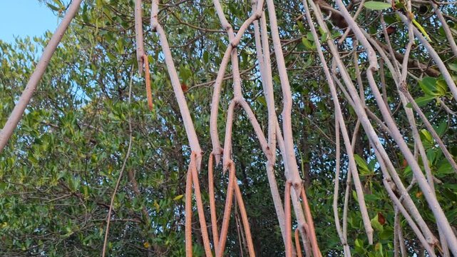 Low angle tilt up shot of long aerial prop roots of mangrove trees in tropical forest