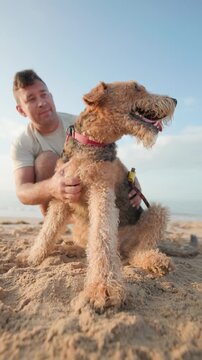 Affectionate man petting his airedale terrier on the beach