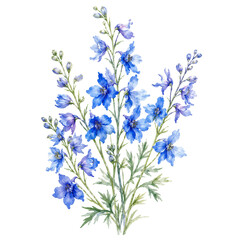 Fototapeta premium Hand Painted Blue Delphinium Flowers Botanical Watercolor Floral Clipart PNG
