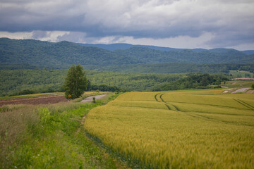 Obraz premium Biei hills in summer in Hokkaido, Japan
