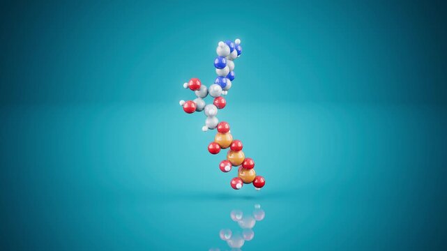 3D ATP Molecule Animation Representing Cellular Energy Production and Biochemical Process 4K