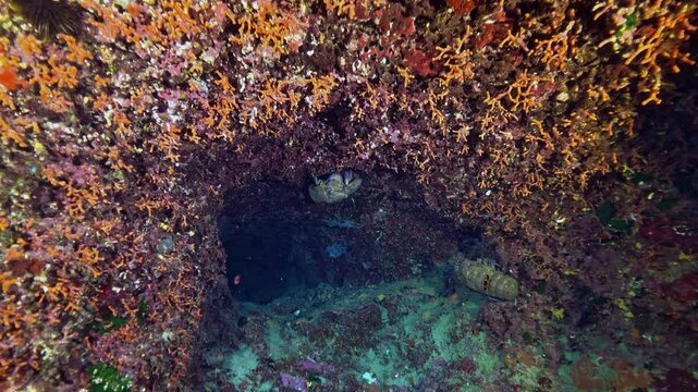 Two slipper lobsters in a colourful underwater scene - Sea life