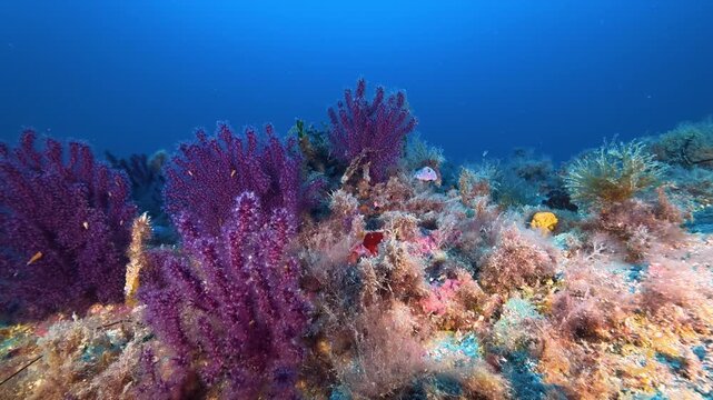 Deep sea life -  Red Gorgonians 47 meters depth