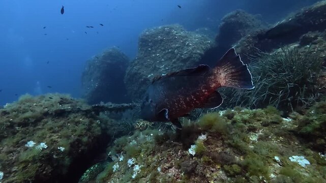 Mediterranean Sea grouper fish swimming in blue sea water