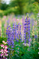 Fototapeta premium Close-up of lupines (Lupinus polyphyllus) in warm evening sunlight.