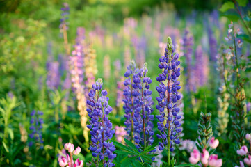 Obraz premium Close-up of lupines (Lupinus polyphyllus) in warm evening sunlight.
