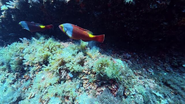 Red parrot fish (Vieja Canaria) in a Majorca reef