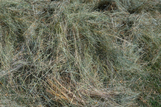 The texture of the mown grass is a rural landscape