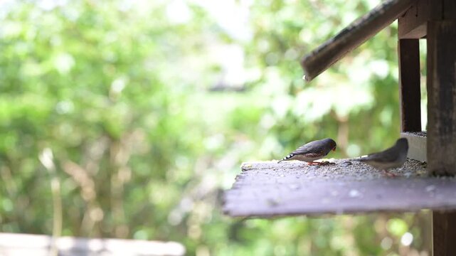4K video of small birds, such as zebra finches, resting in the shade of a tree